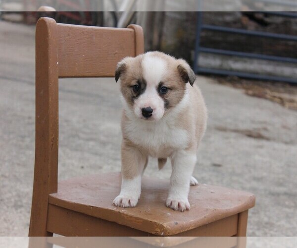 Medium Photo #3 Shollie Puppy For Sale in PENNVILLE, IN, USA