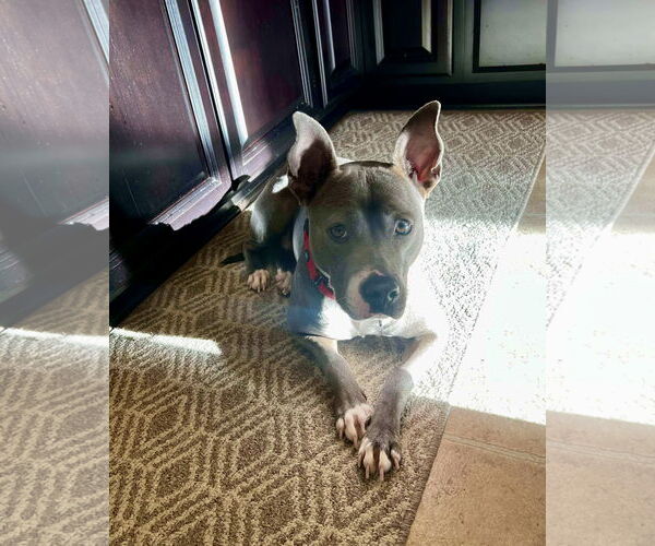 Medium Photo #51 Mutt Puppy For Sale in Mount Laurel, NJ, USA