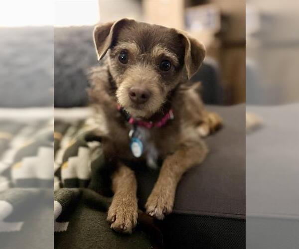 Medium Photo #1 Chihuahua Puppy For Sale in Waterford, VA, USA