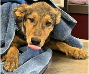 German Shepherd Dog Dogs for adoption in Downey, CA, USA