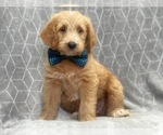 Small Photo #7 Labradoodle Puppy For Sale in LAKELAND, FL, USA