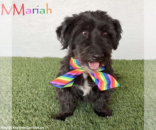 Medium Photo #1 Poodle (Miniature)-Unknown Mix Puppy For Sale in San Diego, CA, USA