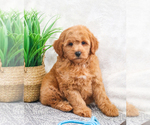 Small Photo #24 Goldendoodle (Miniature) Puppy For Sale in SYRACUSE, IN, USA