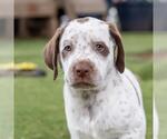 Small #1 Dalmatian-Labrador Retriever Mix