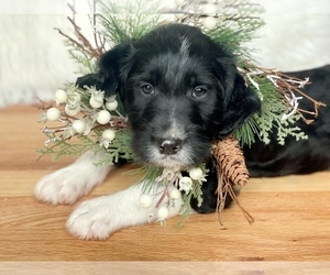 Labradoodle Puppy for sale in SILVERDALE, WA, USA