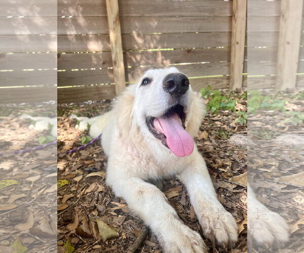 Medium Photo #2 Great Pyrenees Puppy For Sale in Spring, TX, USA