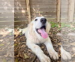 Small #1 Great Pyrenees