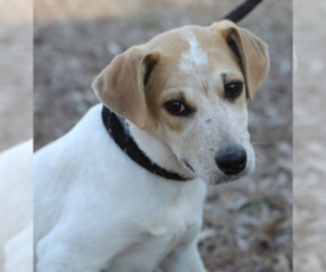 Magnum. Urgently needs Foster or Adopter - Male Beagle-Unknown Mix Dog for Adoption - Photo #4