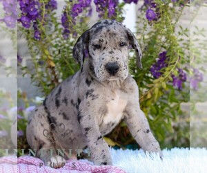 Great Dane Puppy for sale in LEBANON, PA, USA