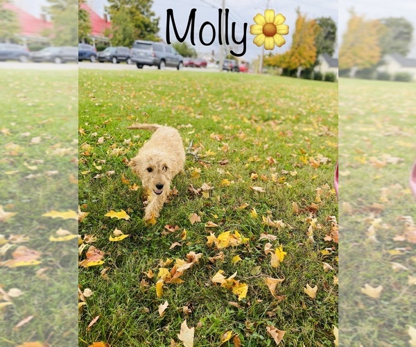 Medium Photo #2 Goldendoodle Puppy For Sale in COOKEVILLE, TN, USA
