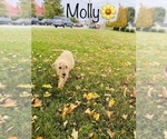 Small Photo #2 Goldendoodle Puppy For Sale in COOKEVILLE, TN, USA