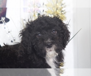 Goldendoodle Puppy for sale in MOUNT VERNON, OH, USA