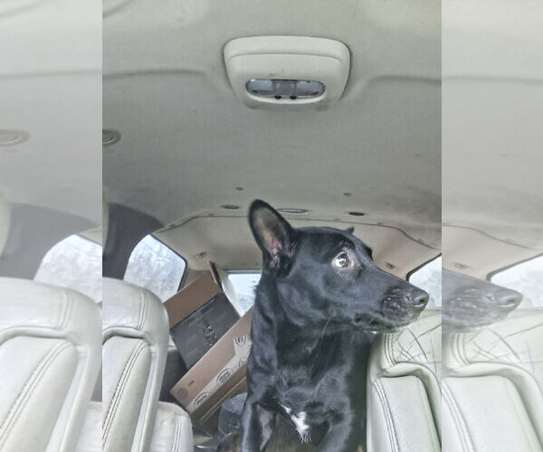 Medium Photo #10 Chiweenie Puppy For Sale in Sebec, ME, USA