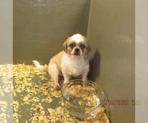 Shih Tzu Puppy for sale in CARROLLTON, GA, USA