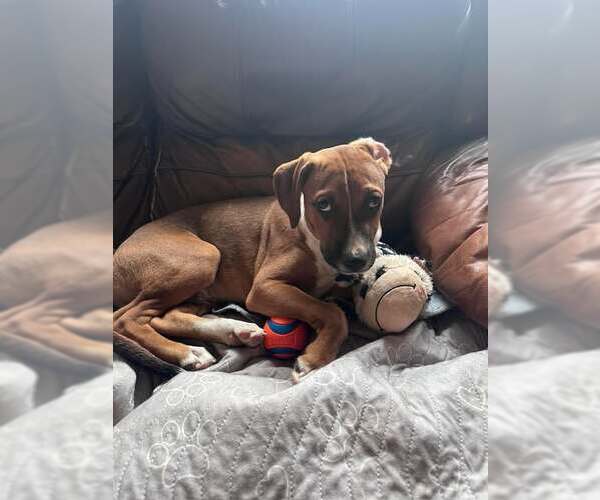 Medium Photo #1 Boxer-Unknown Mix Puppy For Sale in pomfret, CT, USA