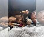 Small Boxer Mix