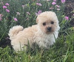 Small #3 Bichpoo
