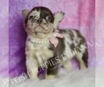 Small Photo #30 French Bulldog Puppy For Sale in WARSAW, IN, USA