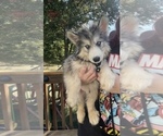 Small Photo #2 Siberian Husky Puppy For Sale in KANSAS CITY, MO, USA