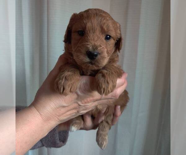 Medium Photo #3 Goldendoodle-Poodle (Miniature) Mix Puppy For Sale in COLBY, WI, USA