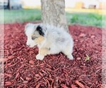 Small Photo #22 Miniature Australian Shepherd Puppy For Sale in BLACK FOREST, CO, USA