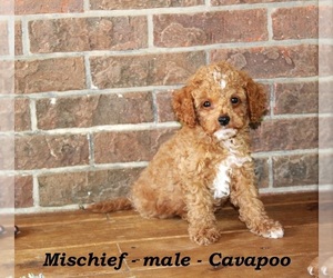 Cavapoo Puppy for sale in CLARKRANGE, TN, USA