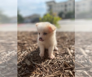 Australian Shepherd-Pomeranian Mix Puppy for sale in FLOWER MOUND, TX, USA