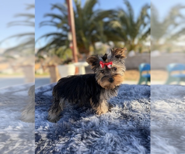 Medium Photo #1 Yorkshire Terrier Puppy For Sale in HESPERIA, CA, USA