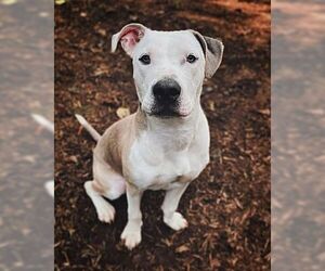 American Staffordshire Terrier-Unknown Mix Dogs for adoption in Tarrytown, GA, USA