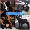 Small Photo #3 French Bulldog Puppy For Sale in MANTECA, CA, USA