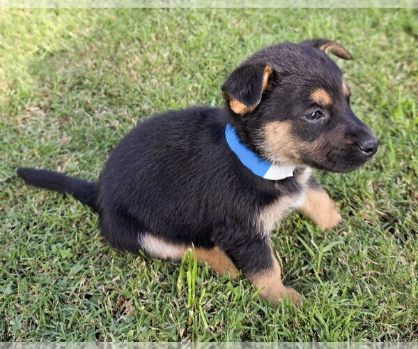 Medium Photo #3 Mutt Puppy For Sale in Corona, CA, USA