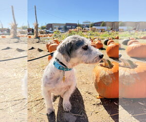 Harper Rose - Female Mutt Dog for Adoption - Photo #5