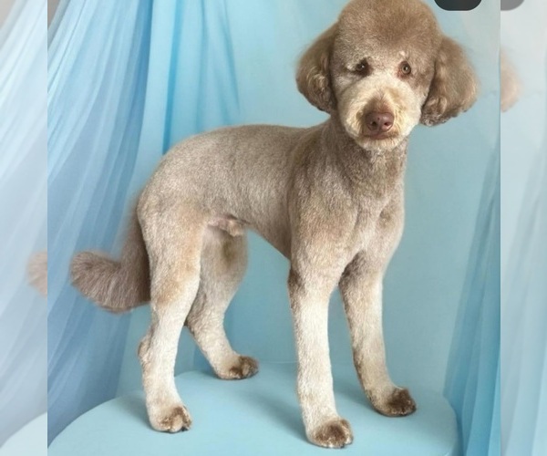 Medium Photo #1 Goldendoodle Puppy For Sale in LITHONIA, GA, USA
