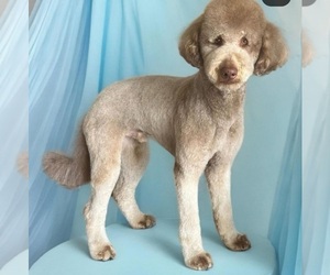 Father of the Goldendoodle puppies born on 03/21/2025