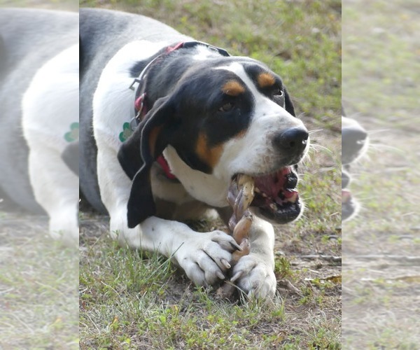 Medium Photo #2 Treeing Walker Coonhound Puppy For Sale in Monterey, VA, USA