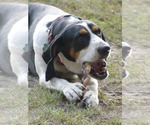 Small #1 Treeing Walker Coonhound