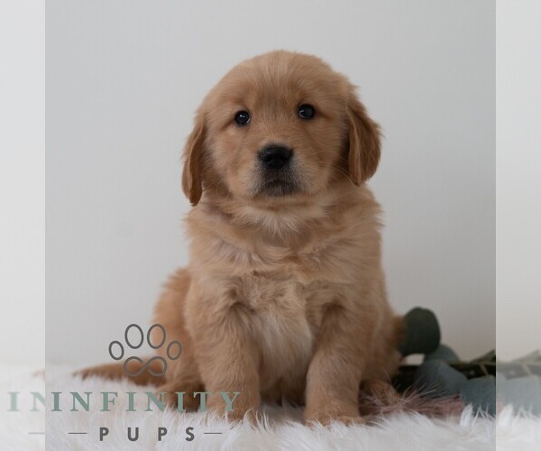Medium Photo #1 Golden Retriever Puppy For Sale in NEWPORT, PA, USA