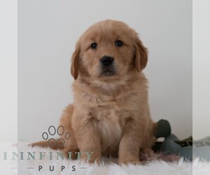 Golden Retriever Puppy for sale in NEWPORT, PA, USA
