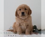 Small Golden Retriever