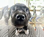 Small #3 Mutt