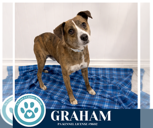 Mutt Dogs for adoption in Kimberton, PA, USA