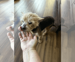 Small #1 Mutt