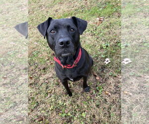 Chloe - Female Labrador Retriever-Staffordshire Bull Terrier Mix Dog for Adoption - Photo #3