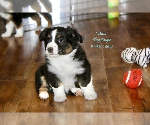 Medium Photo #2 Aussie-Corgi Puppy For Sale in LIND, WA, USA