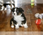Small Photo #2 Aussie-Corgi Puppy For Sale in LIND, WA, USA