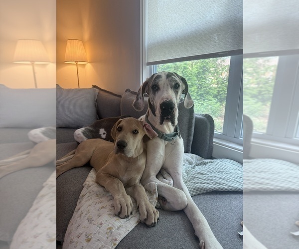 Medium Photo #1 Great Dane Puppy For Sale in GALLOWAY, OH, USA