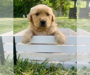 Golden Retriever Puppy for Sale in GRAHAM, North Carolina USA