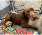 Small #1 Irish Terrier Mix