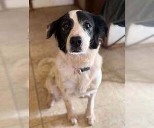 Border Collie-Unknown Mix Dogs for adoption in New York, NY, USA