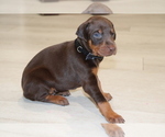 Small Photo #6 Doberman Pinscher Puppy For Sale in KEMPNER, TX, USA
